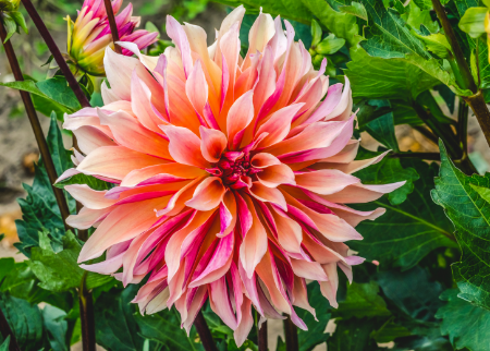 14 Flower Wall Ideas for an Unforgettable Wedding