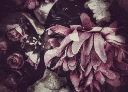 15 Most Beautiful Types of Sunflowers