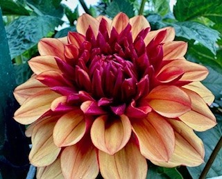 Crème De Cognac