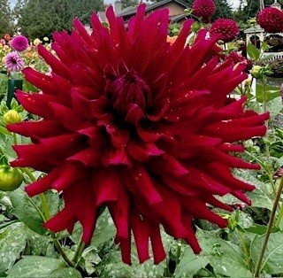 Hollyhill Black Beauty
