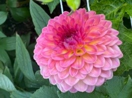 Pink Suffusion