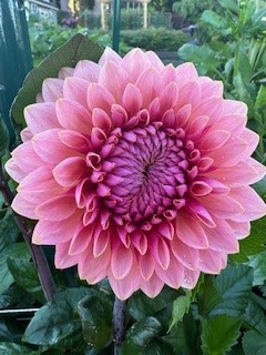 Sweet Sanne