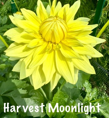 Harvest Moonlight